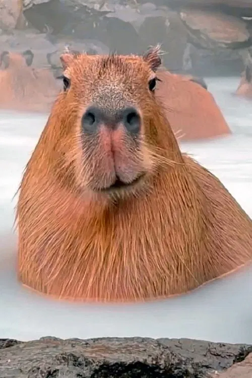 Foto de perfil de Nazar Balanov