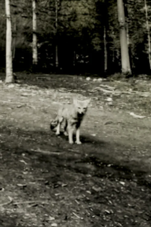 Last shot of the Argentine Grey Fox movie poster
