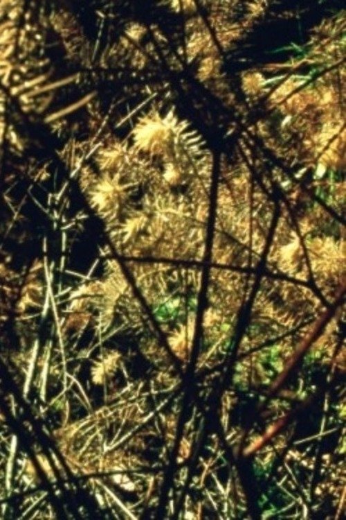 Arboretum Cycle movie poster
