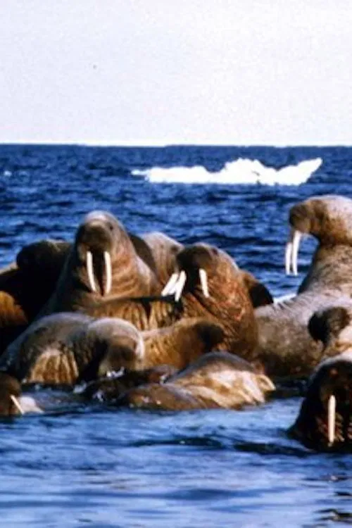 Edge of Ice movie poster