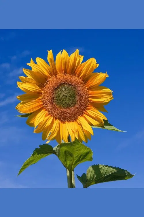 Poster do filme Yellow Valley Gardens