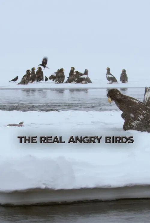 The Real Angry Birds movie poster