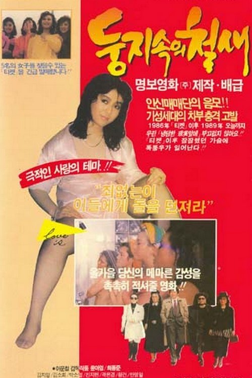둥지 속의 철새 movie poster