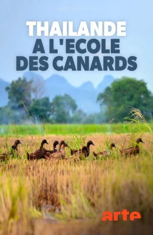 Thaïlande, à l'école des canards movie poster