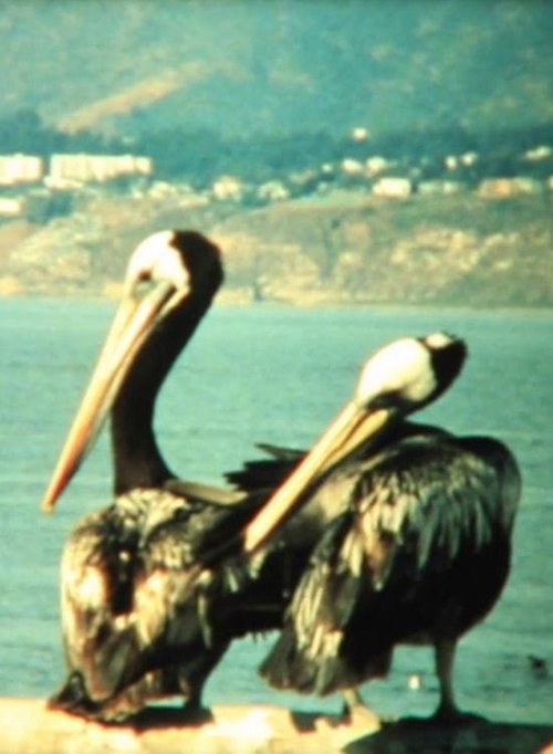 Puchuncaví movie poster