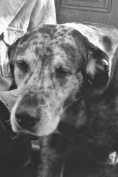 Bocko profile picture