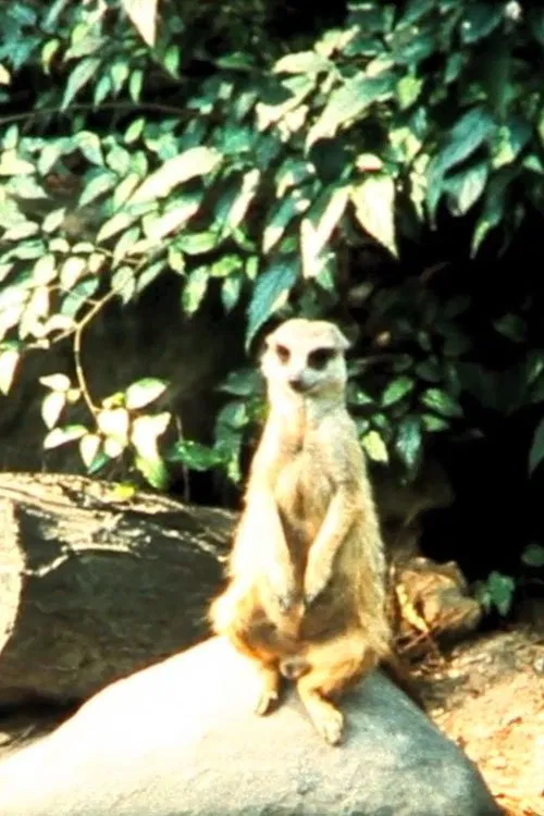 Poster do filme Envío  8