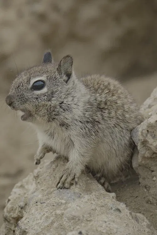 San Diego: America's Wildest City movie poster