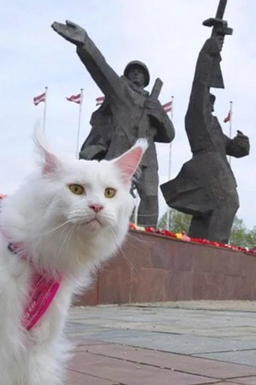 Cats in Riga movie poster