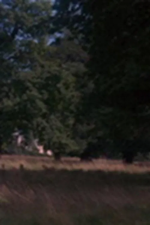 Poster do filme Tree