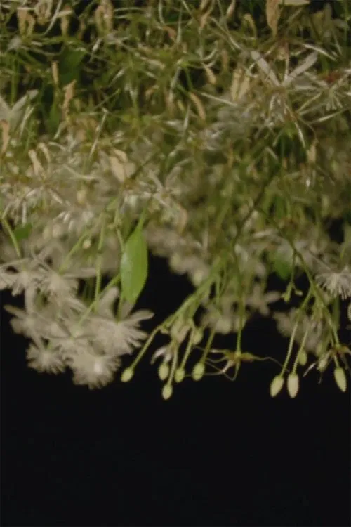 Lácrimas movie poster