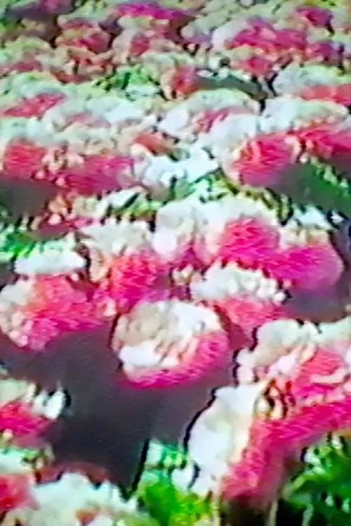 How Flowers Never Became A Food Group movie poster