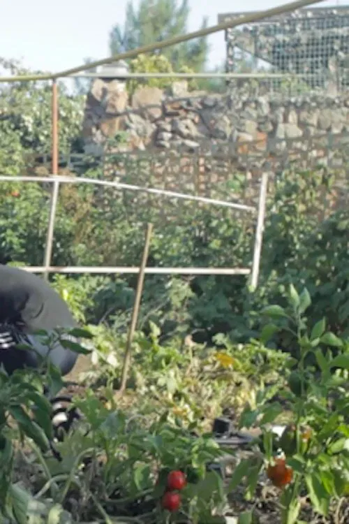 In the Yard movie poster