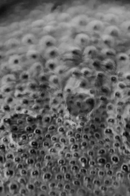 Orbital Discourse movie poster