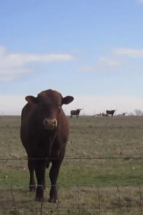 Cow Four Minutes movie poster