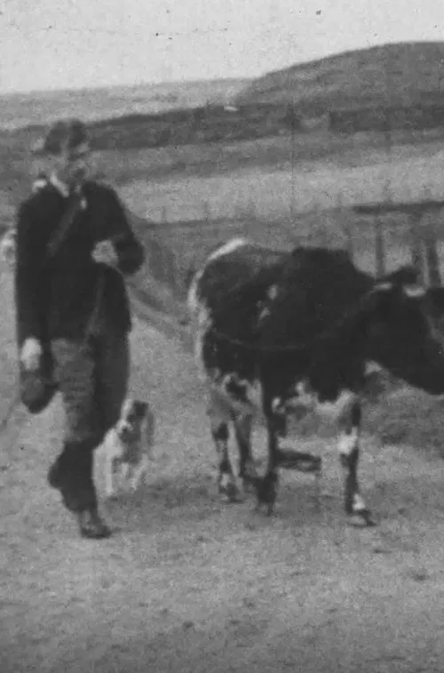 A Cattle Sale movie poster