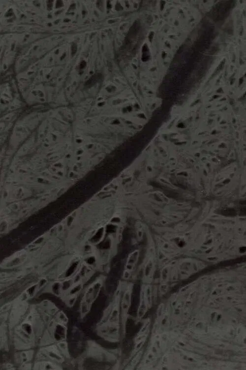 Ecosystem 6 ~ A Sort of Mycelium movie poster