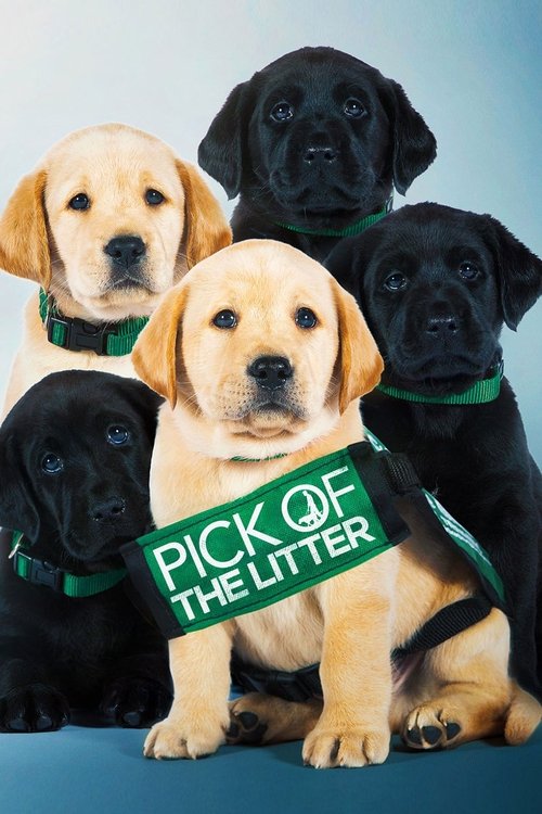Pick of the Litter movie poster