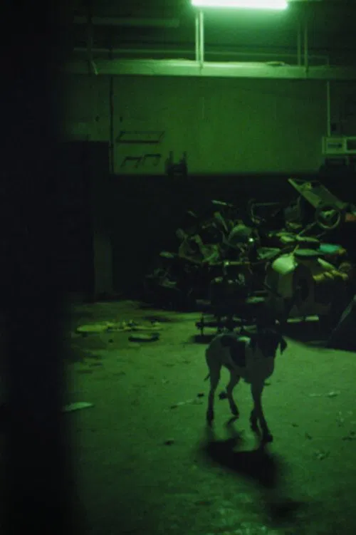 The Fear of Leaving the Animal Forever Forgotten Under the Ground movie poster