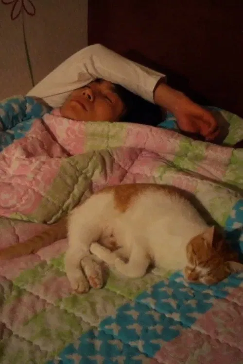 Stray Cats movie poster