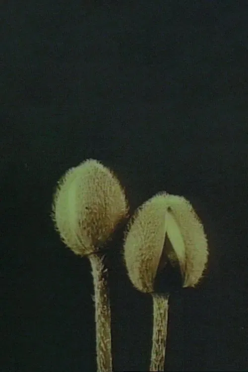 Lin­naeus’ Flow­er Clock movie poster