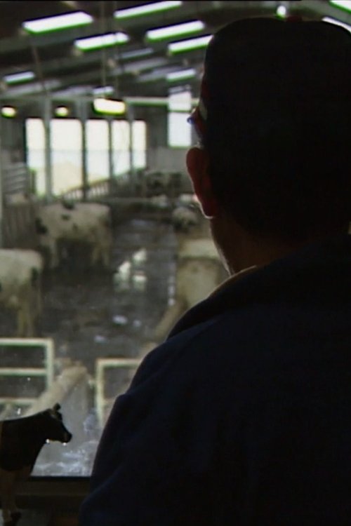 Des taureaux et des vaches movie poster