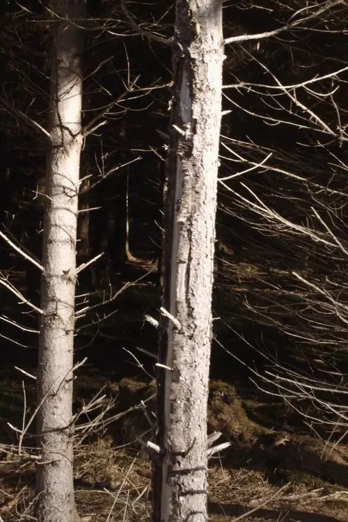 Recreational Forest movie poster