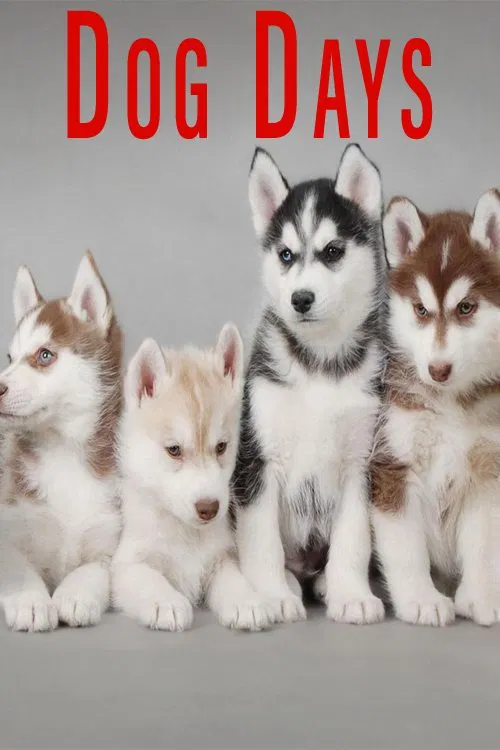 Dog Days movie poster