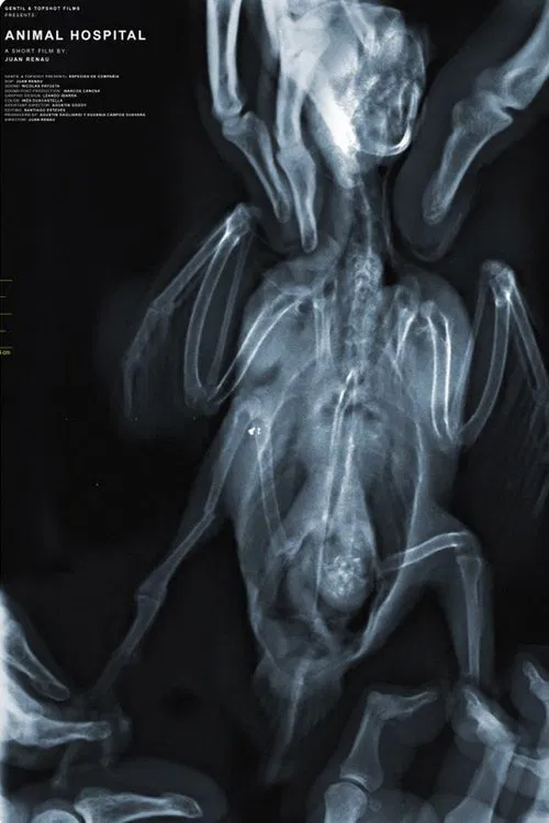 Animal Hospital movie poster