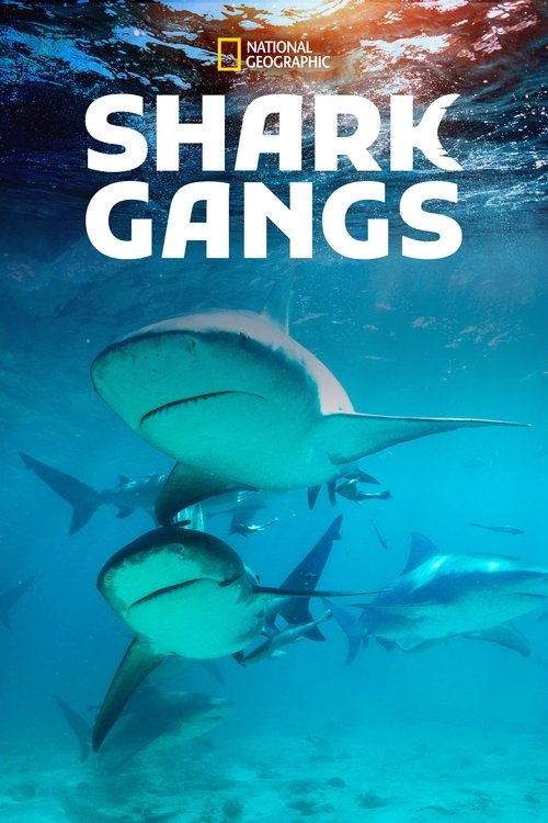 Shark Gangs movie poster