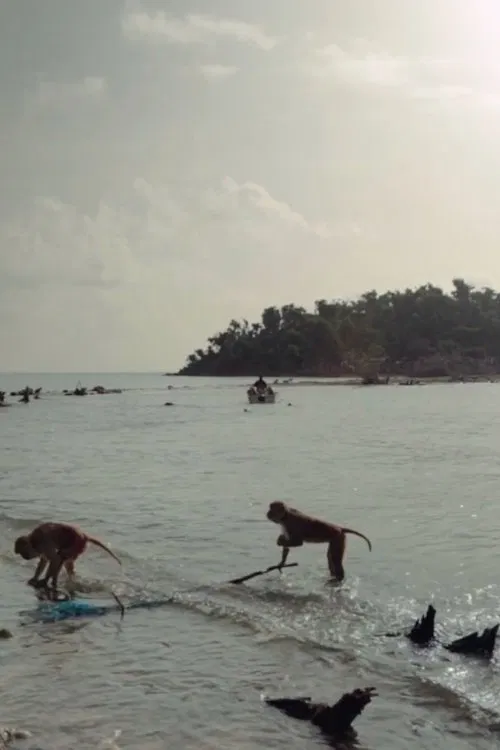 Cayo Santiago movie poster