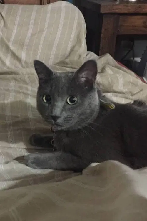 Cocteau profile picture