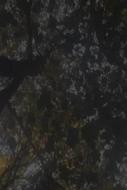 Not as Old as the Trees movie poster