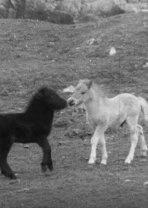 SHETLAND PONY movie poster
