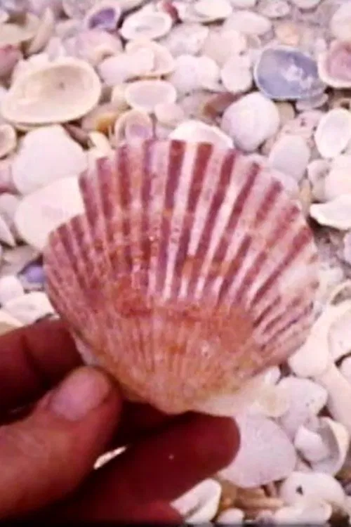 Sanibel movie poster