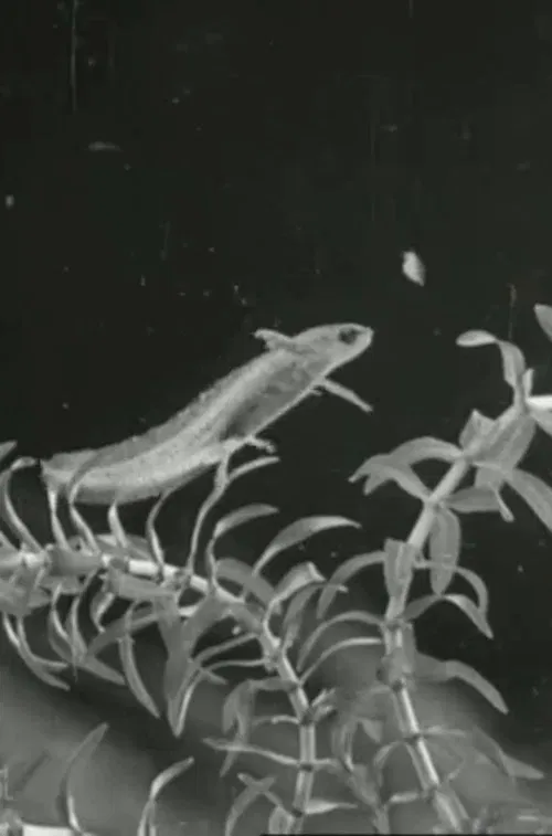 The Life Cycle of the Newt movie poster