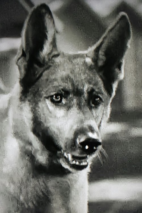 Grey Shadow profile picture