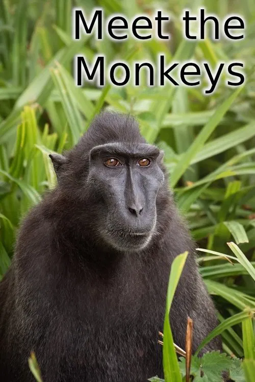 Meet the Monkeys movie poster