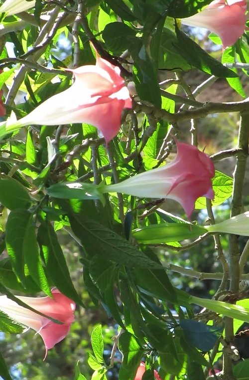 El Diario Cubano movie poster