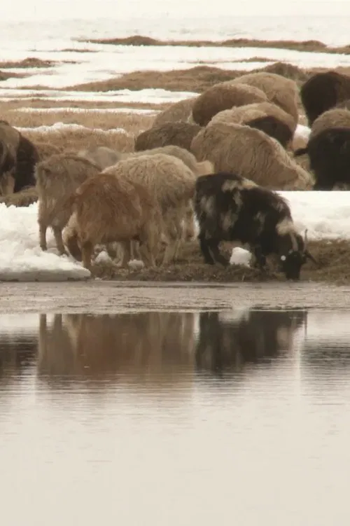 Stains of Oxus movie poster
