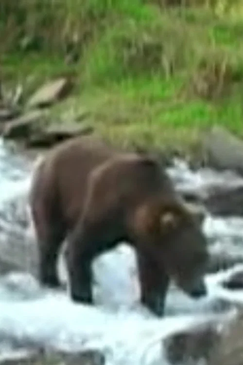 Olie the Bear profile picture