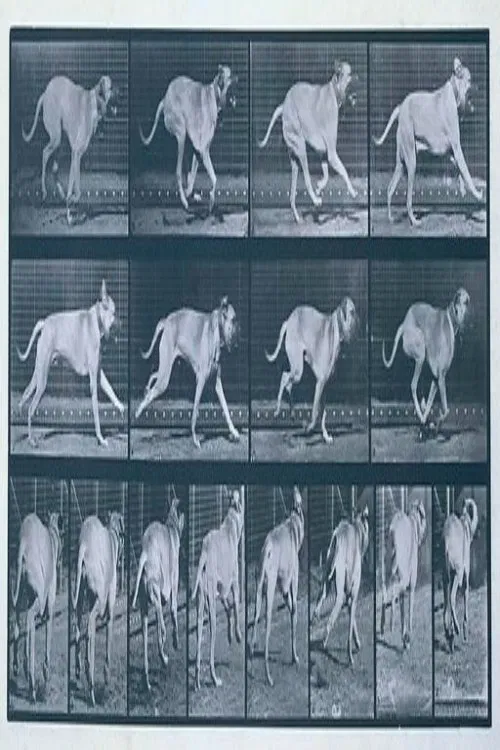 Dog Running movie poster