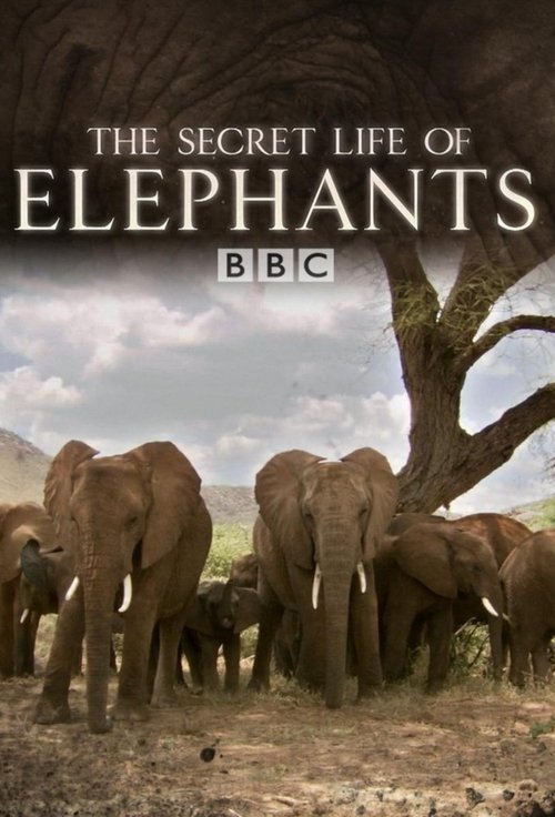 The Secret Life of Elephants movie poster