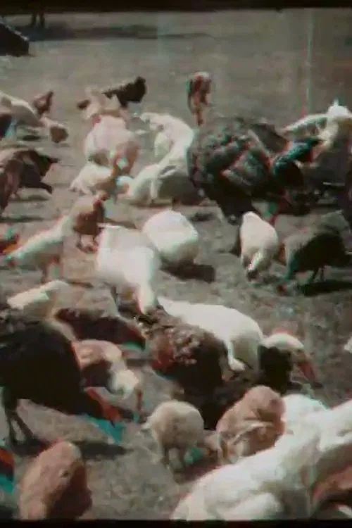 Feeding Poultry at Prowse Jones Farm movie poster