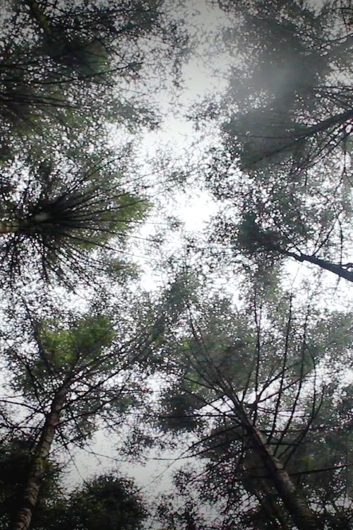 Poster do filme Mycelia: Voices from the Water Forest