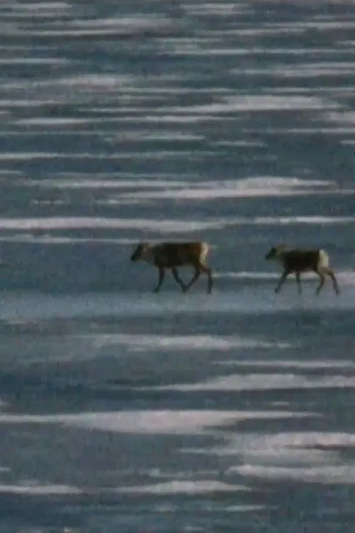 Caribou in the Archive movie poster