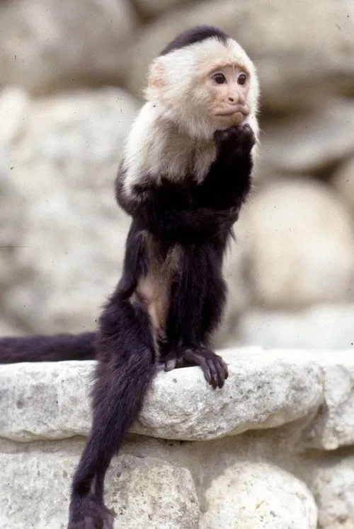 Binx the Monkey profile picture