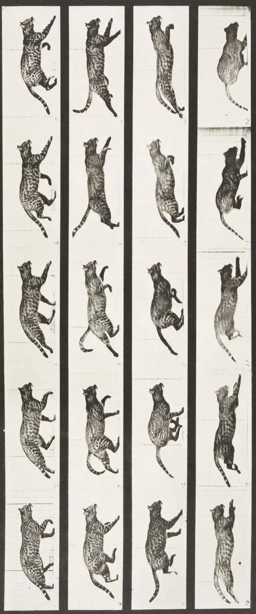 Cat Trotting, Changing to a Gallop movie poster