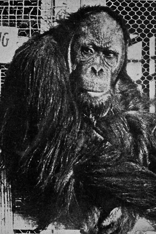 Joe Martin profile picture
