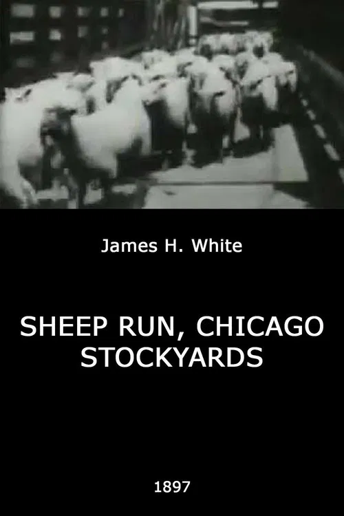 Sheep Run, Chicago Stockyards movie poster